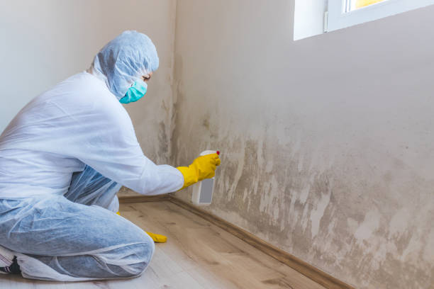 Licensed Mold Inspection service in East Lansing, MI - WQB Mold Removal