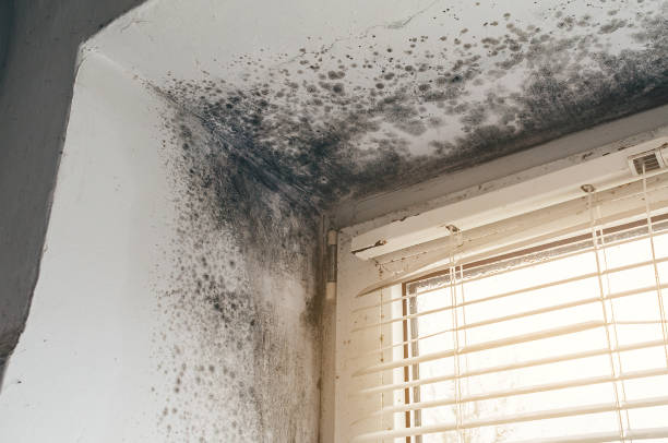Affordable Mold Inspection solutions in East Lansing, MI